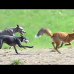 夜の旅人　研究ブログ３