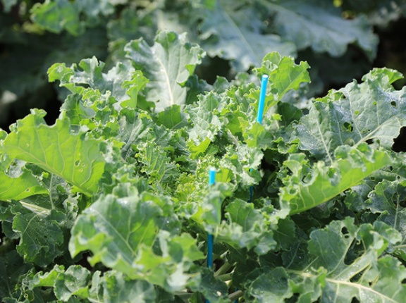 冬の沼津は野菜がうまい！大人のための食育体験ツアーやるって。