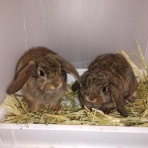 ラビッツビレッジ