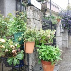 薔薇徒然