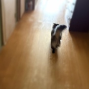 【猫写真】寸胴のたぬき猫マロちゃん