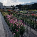 KIMOTOダリア園