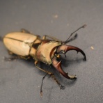 カブクワ時々雑学日記