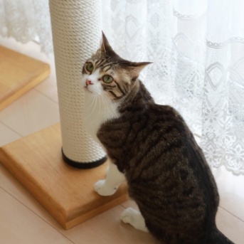 びっくりしてシャー！