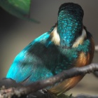 『BORGオフ会開催時のカワセミ画像②　2020/10/17』の画像