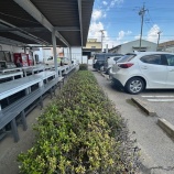 『ツツジの花が咲かなくなった「不思議」⁉』の画像