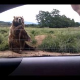 『手を振ると振り返してくれる野生のクマがかわいい』の画像