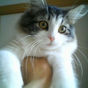 ネットで一目惚れしてすぐに会いに行った猫（21年前）