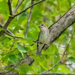 LuckyBookの野鳥不定期日記３＜備忘録＞
