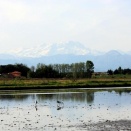 稲作農業ドローンの未来と課題