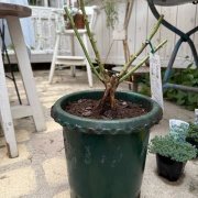 ＊迷って迷って決めたバラ&ビオラアイクルール