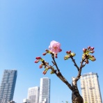 気ままにオヒトリサマ