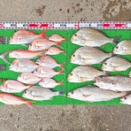 竹村貸舟店【高知県 浦ノ内湾～宇佐～須崎市横浪半島沖の船釣り】釣果情報 & ブログ