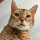 ひなちゃん、9回目の命日