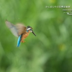 かんばんやの四季彩翡翠