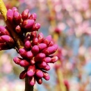早春の札幌に桜と梅を観に往く 帰途