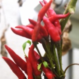 『AIと光マイクロバブル（6050回記念）（6）』の画像