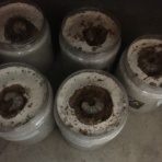 Sotaの生き物備忘録