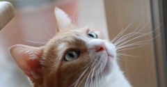 猫の主張。