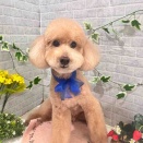 3/14トリミングに来てくれた子達