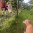 都会育ちの犬、引っ越し先で生まれて初めて牛と対面「今まで見た中で一番デカい犬だ！」【海外の反応】