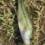 『9月15日 琵琶湖』の画像