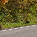 クマは出ませんでしたがサルがたくさんいました