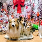 メロディ＆ミニーの写真館