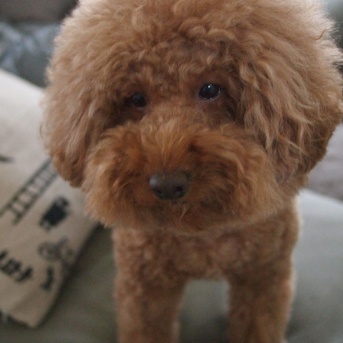 デカプーボンちゃんのハワイ土産はこれ！