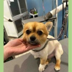 ペットショップ ワンラブ Coaska Bayside横須賀店のスタッフブログ