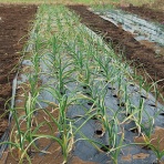 小作人の道楽日記