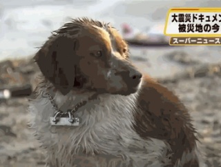 大津波の被害で衰弱した2匹の犬が寄り添う姿に世界が感動