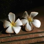 自分を魅せること