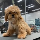 きょうのわんこ