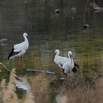 カメラ大好きおやじの野鳥と自然風景フォトアルバム