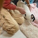 家をさがすのじゃ～～～～