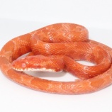 『コーンスネークたち！！』の画像