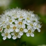 『自治会のしごと』の画像