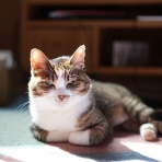 ねことアパートと1人暮らし～とらやんとおらと～