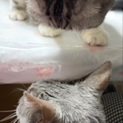 ケイの通院後の変化とななの血液検査の結果