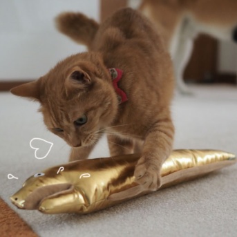 その後の黄金のウツボ