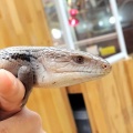 ゴールデンウィークセール後半戦！！目玉生体紹介