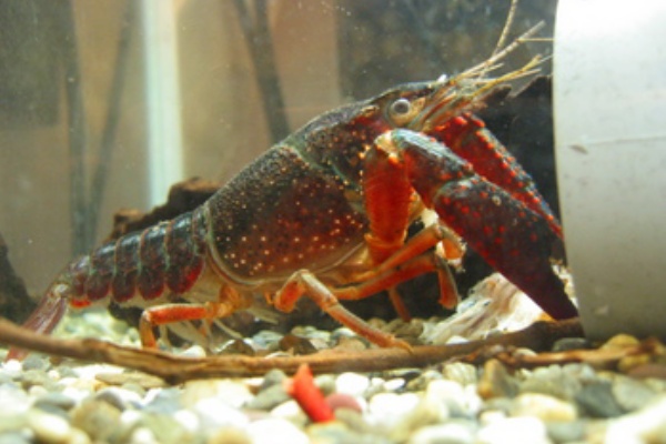 ザリガニの飼育記録 シーズン２ 稚ザリ