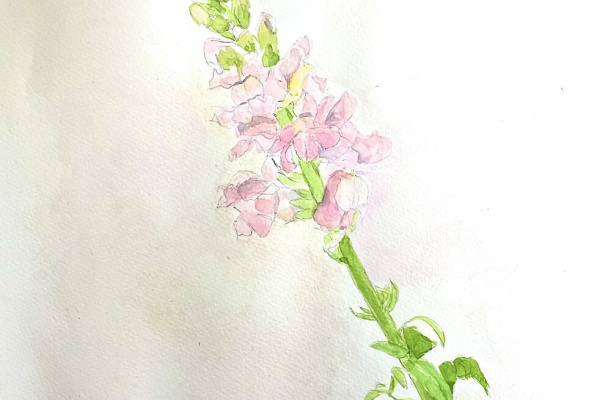 日本画水彩画② 日本画二作品目着手 - 日本画を始めませんか