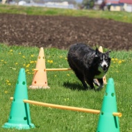【犬のいる幸せ】明るい陽射しにたんぽぽに♪笑顔がいっぱい春爛漫♪♪