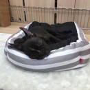 フレンチブルドッグ‼︎