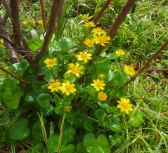 ツルコザクラやリュウキンカがいっぱい