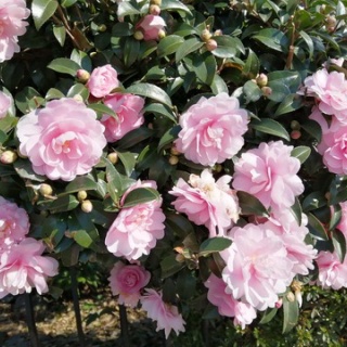 ちょっと幸せ、ずーっと幸せ