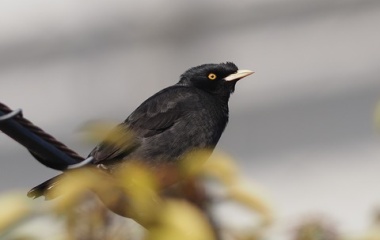 『投稿：BORG89EDによる野鳥５態＆borgラストオーダーの時間【追記】　2022/01/31』の画像