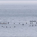 ４月１９日（日）平舘・外ヶ浜